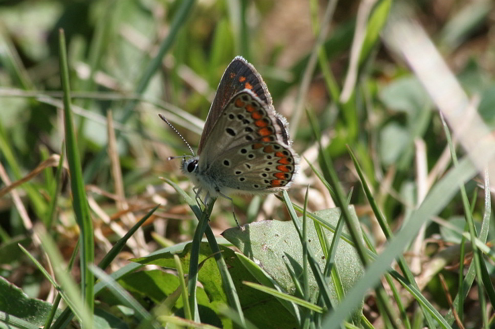 Aricia agestis